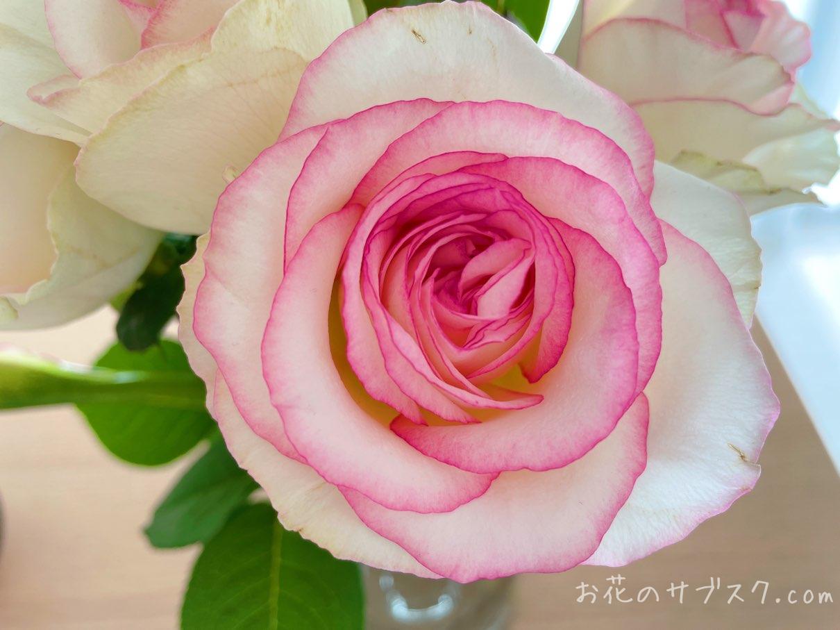 ハナプライム3000円のバラ